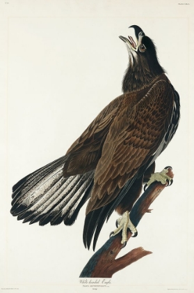Picture of WHITE-HEADED EAGLE
