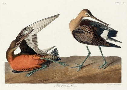 Picture of HUDSONIAN GODWIT
