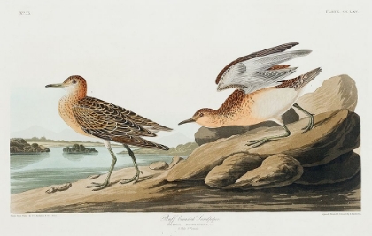 Picture of BUFF BREASTED SANDPIPER