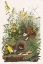Picture of MEADOW LARK
