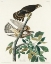 Picture of PIGEON HAWK