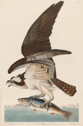 Picture of FISH HAWK, OR OSPREY
