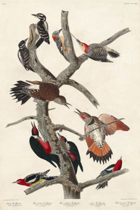 Picture of HAIRY WOODPECKER, RED-BELLIED WOODPECKER, RED-SHAFTED WOODPECKER, LEWIS WOODPECKER AND RED-BREASTED 