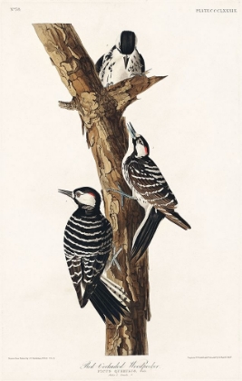 Picture of RED-COCKADED WOODPECKER