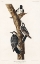 Picture of RED-COCKADED WOODPECKER