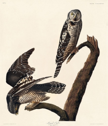 Picture of HAWK OWL