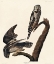 Picture of HAWK OWL