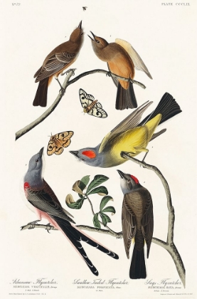 Picture of ARKANSAW FLYCATCHER, SWALLOW-TAILED FLYCATCHER AND SAYS FLYCATCHER