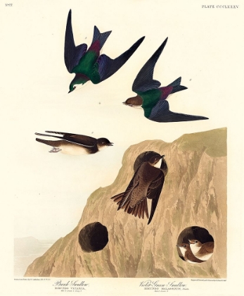 Picture of BANK SWALLOW AND VIOLET-GREEN SWALLOW