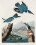 Picture of BELTED KINGFISHER