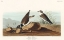 Picture of RING PLOVER