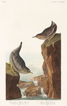 Picture of COLUMBIAN WATER OUZEL AND ARCTIC WATER OUZEL