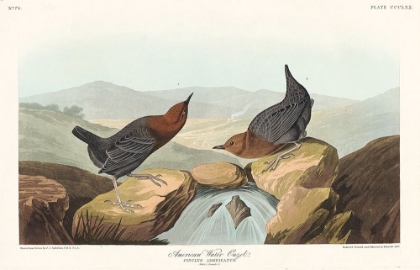 Picture of AMERICAN WATER OUZEL