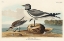 Picture of FORK-TAILED GULL