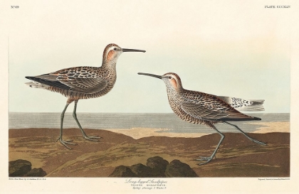 Picture of LONG-LEGGED SANDPIPER