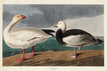 Picture of SNOW GOOSE