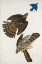 Picture of STANLEY HAWK