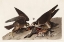 Picture of GREAT FOOTED HAWK