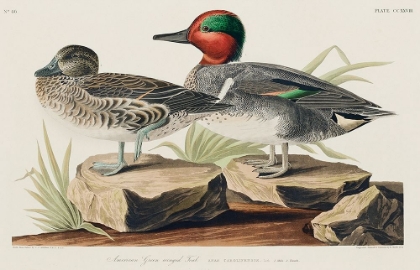 Picture of GREEN WINGED TEAL