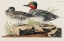 Picture of GREEN WINGED TEAL