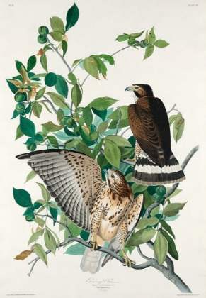 Picture of BROAD-WINGED HAWK