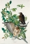 Picture of BROAD-WINGED HAWK