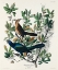 Picture of BOAT-TAILED GRACKLE