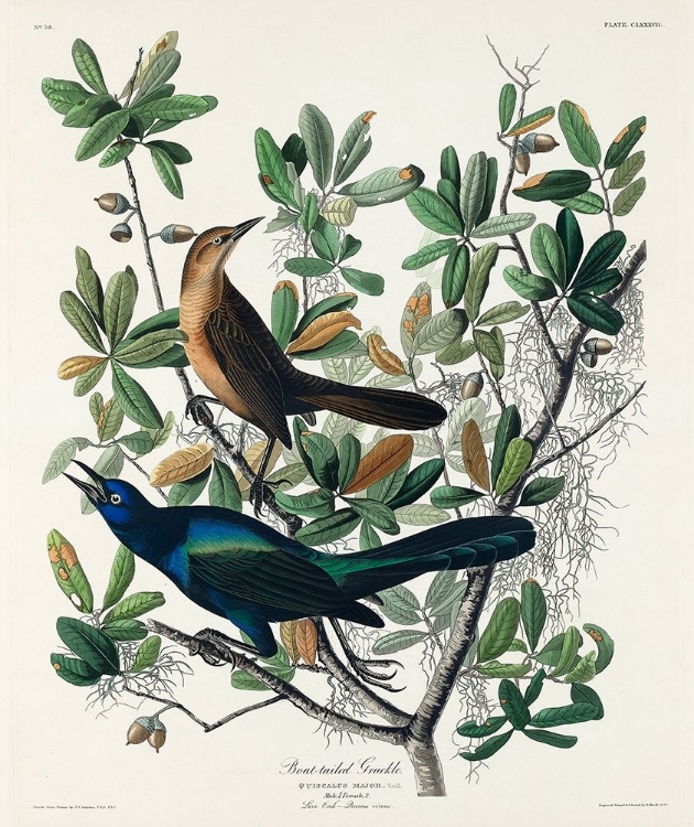 Picture of BOAT-TAILED GRACKLE