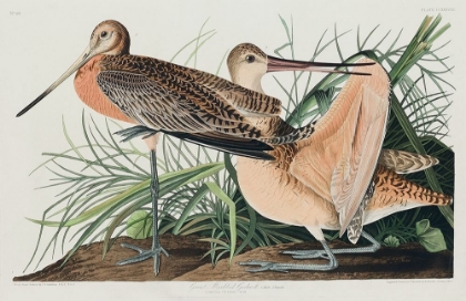 Picture of GREAT MARBLED GODWIT