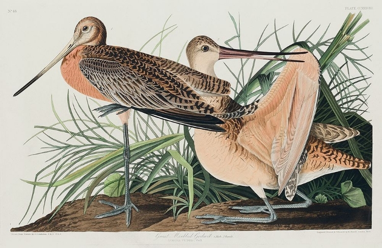 Picture of GREAT MARBLED GODWIT