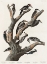 Picture of MARIAS WOODPECKER