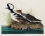 Picture of HOODED MERGANSER 