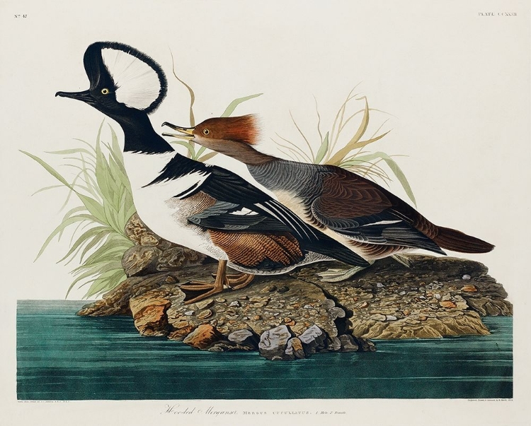 Picture of HOODED MERGANSER 