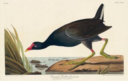 Picture of COMMON GALLINULE