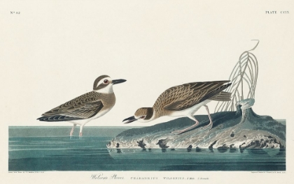 Picture of WILSONS PLOVER