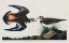 Picture of KILDEER PLOVER