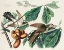 Picture of YELLOW-BILLED CUCKOO