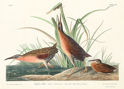 Picture of VIRGINIA RAIL