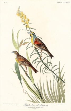Picture of BLACK-THROATED BUNTING
