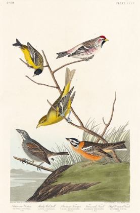 Picture of ARKANSAW SISKIN, MEALY RED-POLL, LOUISIANA TANAGER, TOWNSENDS BUNTING AND BUFF-BREASTED FINCH 