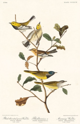 Picture of BLACK-THROATED GREEN WARBLER, BLACKBURNIAN AND MOURNING WARBLER 