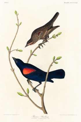 Picture of PRAIRIE STARLING