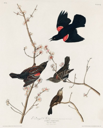Picture of RED WINGED STARLING, OR MARSH BLACKBIRD