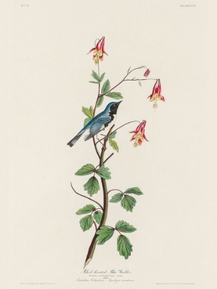 Picture of BLACK-THROATED BLUE WARBLER