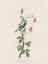 Picture of BLACK-THROATED BLUE WARBLER