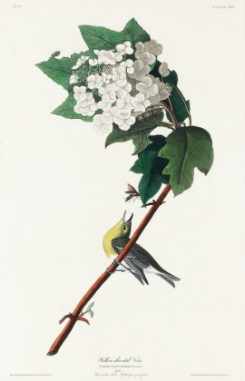 Picture of YELLOW-THROATED VIREO