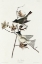 Picture of PEWIT FLYCATCHER
