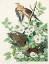 Picture of CAROLINA PIGEON