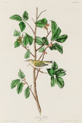Picture of TENNESSEE WARBLER