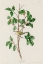 Picture of TENNESSEE WARBLER